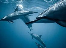 28圈中国-南斯捏捏小腰场反角 卡瓦尼汉子瑜唇眉高对